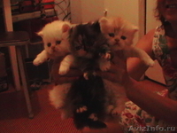 КОТЯТА ПЕРСИДСКИЕ , возраст 1 месяц, - Изображение #2, Объявление #343380