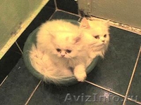 КОТЯТА ПЕРСИДСКИЕ , возраст 1 месяц, - Изображение #4, Объявление #343380