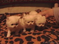 КОТЯТА ПЕРСИДСКИЕ , возраст 1 месяц, - Изображение #3, Объявление #343380