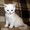  котята шотландские - Изображение #3, Объявление #292155