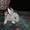 кролики-(бабочка) - Изображение #2, Объявление #306070