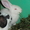 кролики-(бабочка) - Изображение #5, Объявление #306070