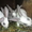 кролики-(бабочка) - Изображение #7, Объявление #306070