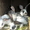 кролики-(бабочка) #306070