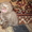 Котята-озорники - Изображение #5, Объявление #299298