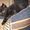 Котята-озорники - Изображение #2, Объявление #299298