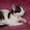 Котенок европейский короткошерстный,  окрас черно-белый #335017