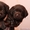 Продаются щенки лабрадора-ретривера коричневые - Изображение #7, Объявление #348061