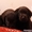 Продаются щенки лабрадора-ретривера коричневые - Изображение #6, Объявление #348061