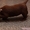 Продаются щенки лабрадора-ретривера коричневые - Изображение #1, Объявление #348061