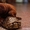 Продаются щенки лабрадора-ретривера коричневые - Изображение #2, Объявление #348061