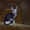 котята сфинкс - Изображение #3, Объявление #343757