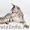 клубные котята петербургский сфинкс(петерболд) - Изображение #4, Объявление #375865