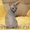 клубные котята петербургский сфинкс(петерболд) - Изображение #2, Объявление #375865