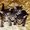 Котята от сибирской кошки мышеловки #376128