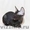 клубные котята петербургский сфинкс(петерболд) - Изображение #6, Объявление #375865