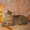Котенок шотландский, продается недорого - Изображение #1, Объявление #376424