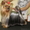 стрижка собак и кошек Fashion Animals - Изображение #1, Объявление #393225
