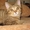 Котенок шотландский, продается недорого - Изображение #2, Объявление #376424