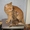 Котенок шотландский, продается недорого - Изображение #3, Объявление #376424