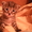 Котята красавчики - Изображение #1, Объявление #417888