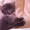 Котята красавчики - Изображение #2, Объявление #417888