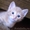 Котята от домашней кошки-мышеловки #410916