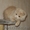 Шотландские вислоухие котята хайленд фолд - Изображение #3, Объявление #454708