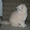 Шотландские вислоухие котята хайленд фолд - Изображение #2, Объявление #454708