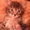 Котята красавчики от домашней кошки-мышеловки
