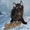 американский керл-котята - Изображение #10, Объявление #478529