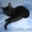 американский керл-котята - Изображение #9, Объявление #478529