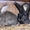 кролики породы Бельгийский фландр - Изображение #1, Объявление #478049