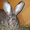 кролики породы Бельгийский фландр - Изображение #3, Объявление #478049