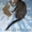 американский керл-котята - Изображение #7, Объявление #478529