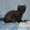 американский керл-котята - Изображение #4, Объявление #478529