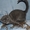 американский керл-котята - Изображение #5, Объявление #478529