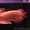 Великолепный Идеальный аквариум азиатских arowana доступны - Изображение #1, Объявление #495071