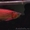 Великолепный Идеальный аквариум азиатских arowana доступны #495071