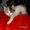 Котенок-красавица в добрые руки - Изображение #1, Объявление #484303