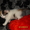 Котенок-красавица в добрые руки - Изображение #2, Объявление #484303