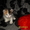 Котенок-красавица в добрые руки - Изображение #3, Объявление #484303
