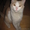 срочно нужен хозяин рыже-белому котенку - Изображение #1, Объявление #545205