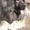 Кавказской овчарки щенки - Изображение #1, Объявление #549536