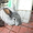 Кролики - Фландр,  Серый великан  #627276