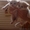 Отдам в добрые руки котят!  Папа котят с родословной,порода Невская Маскарадная( - Изображение #3, Объявление #664854