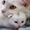 Котята от лилового шотландца и белой ангоры,  по запланированной случке #650412