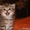 Британские котята окраса шиншиллы. - Изображение #4, Объявление #653681