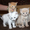 Котята от лилового шотландца и белой ангоры, по запланированной случке - Изображение #2, Объявление #650412