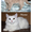 Котята от лилового шотландца и белой ангоры, по запланированной случке - Изображение #3, Объявление #650412